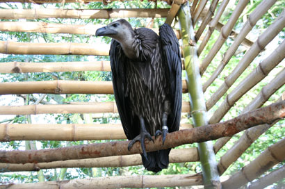vulture conservation