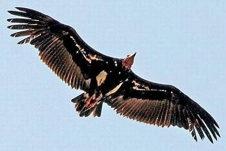 Vultures find new nesting sites in Ebbanad, Kodanad slopes
