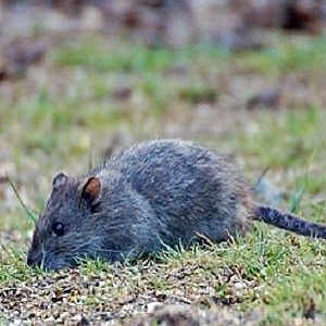Elvira Rat Conservation
