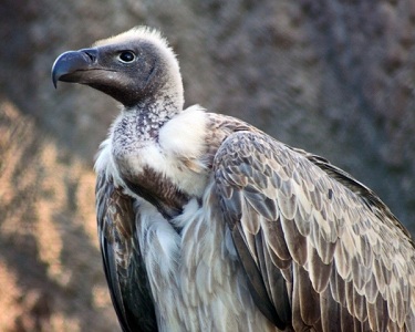 Sensitising tourists to dangers facing vultures