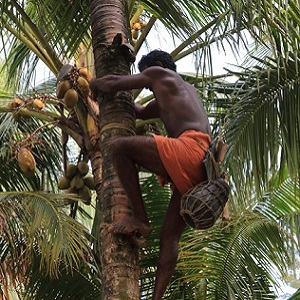 Sustainable Livelihood of Palm workers and their families by Value adding to Palm Juice