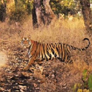 Sensitizing Media Professionals on Tiger Conservation