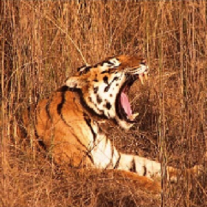 புலிகள் பாதுகாப்பு | Protecting Tigers