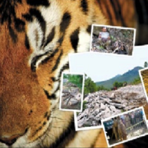 Sensitizing Media Students on Tiger Conservation
