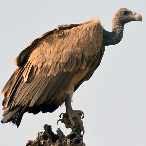 Egyptian vultures face a perilous life in state