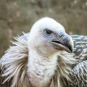 International Vulture Conservation Day Awareness Program