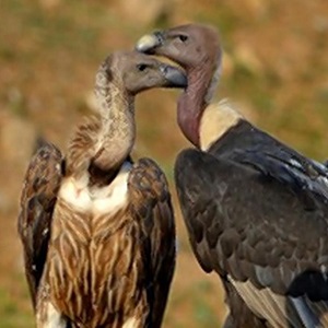 T.N. government plans synchronised vulture census across Tamil Nadu, Kerala, Karnataka