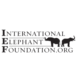 international-elephant-foundation