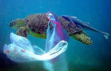 Sea Turtle caught in the plastic bag