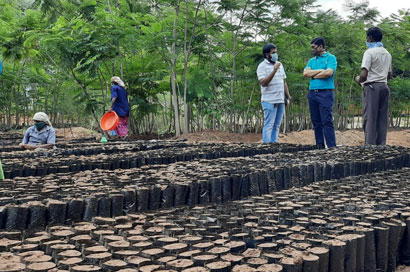 nursery-and-afforestation