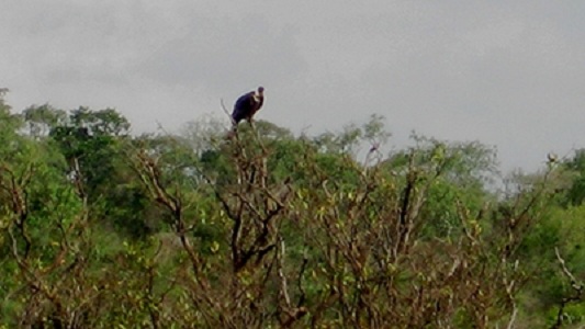 Flying High Again: Getting Vultures Back in the Sky in Southern India