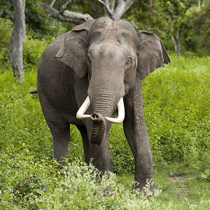 யானை மரணம் உணர்த்தும் சேதி