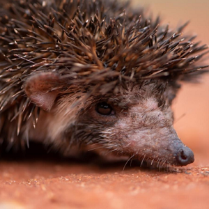 Hedgehog Conservation