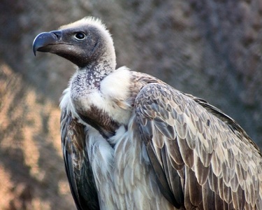 Synchronized Vulture Survey - Feb 2014