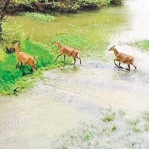 Indirect Sightings of Animals Recorded in River Transect Walk