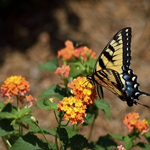 Butterfly Attracting Trees & Bushes