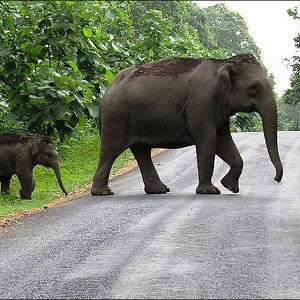 Direct Sightings of Animals Recorded in River Transect Walk