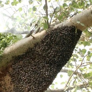 Nectar Yielding Trees and Bushes