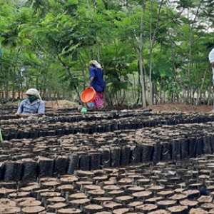 Poonthalir Nursery