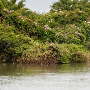 List of Riparian Plants Found Along River Moyar