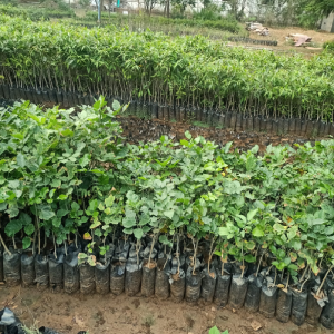 Nursery and Afforestation