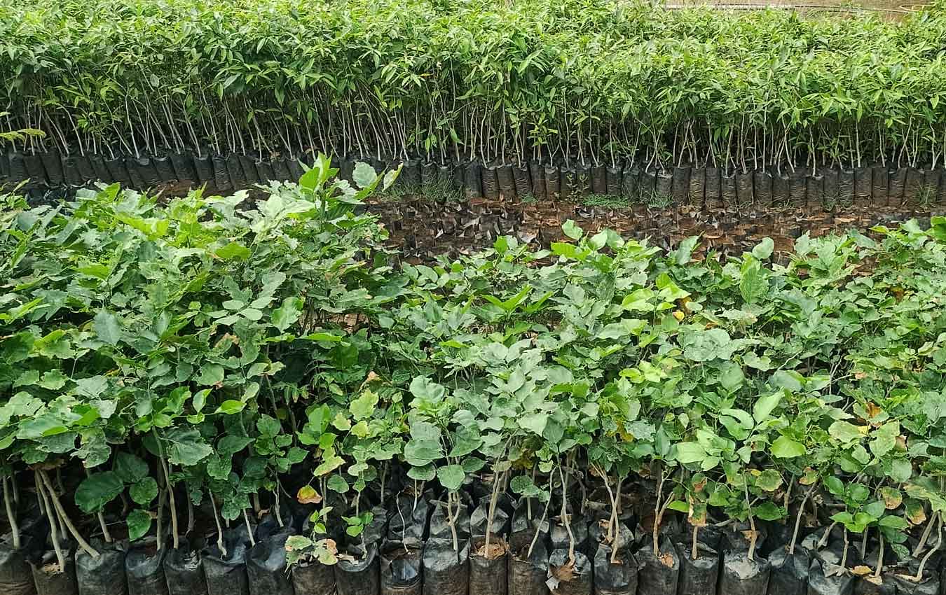 Nursery and Afforestation