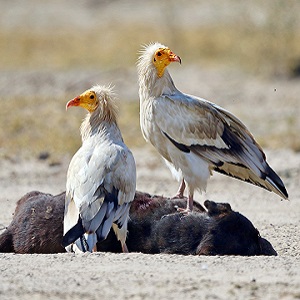 Egyptian vulture