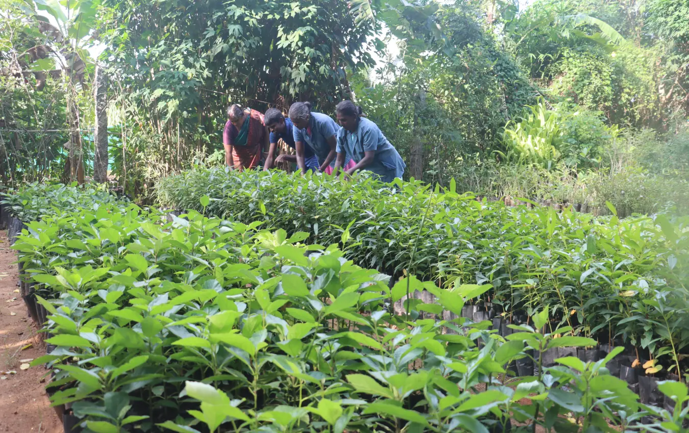 Nursery and Afforestation