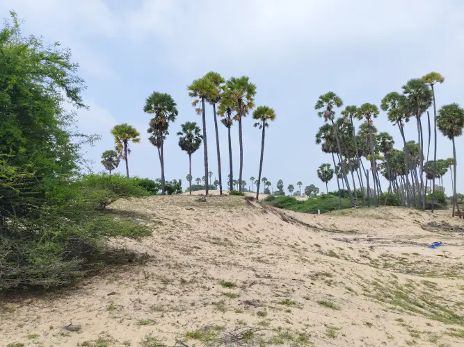 Sanddune conservation