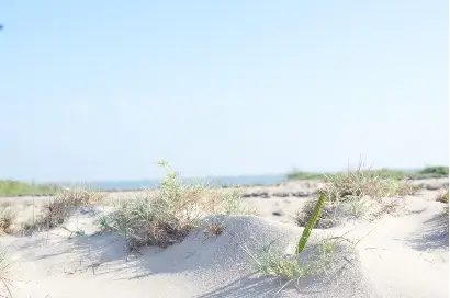 nursery-and-afforestation