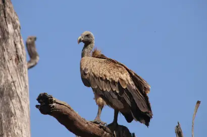 vulture conservation