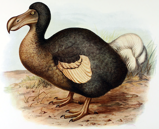 Dodo Painting