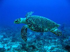 Hawksbill Sea Turtle