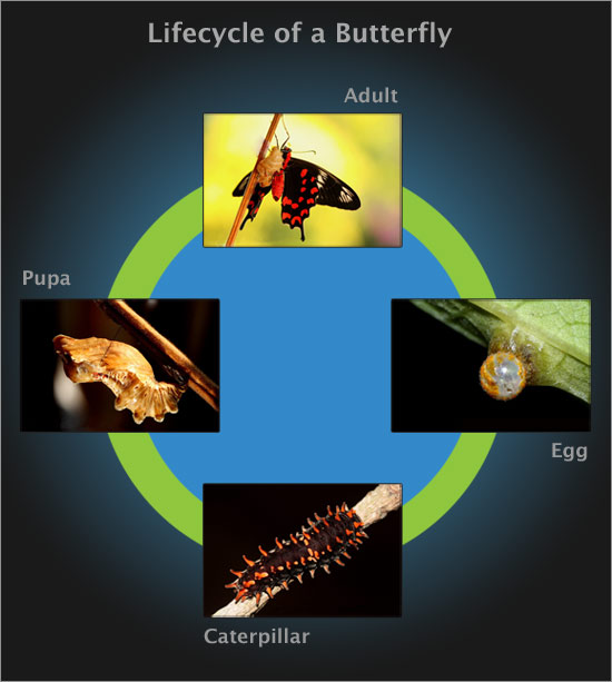 Life Cycle of Butterfly