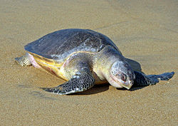 Olive Ridley Sea Turtle