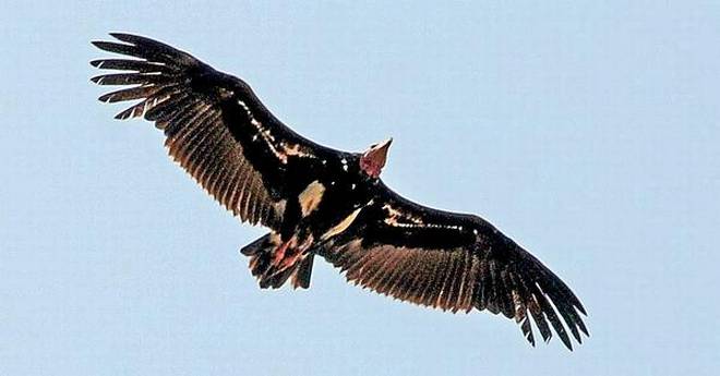 Poet Bharathi and Vultures 