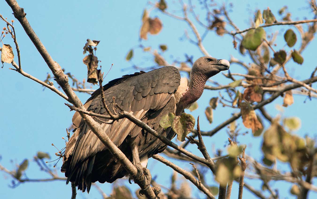 Vulture Conservation