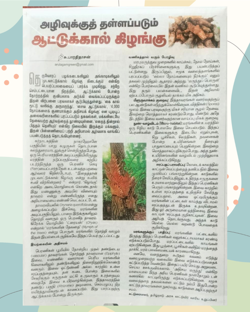 Overharvesting of Mudavatukal Kilangu could endanger the plant Drynaria quercifolia | Article by Bharathidasan S on The Hindu Tamil