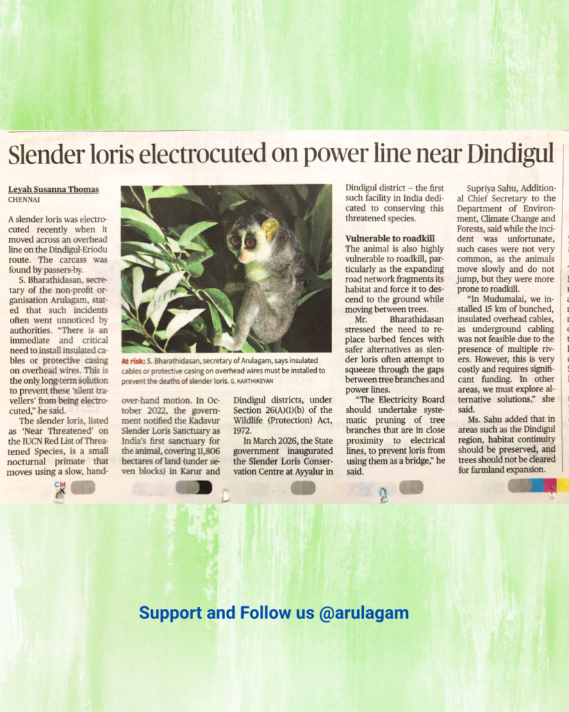 Slender Loris Death Due to Electrocution – Arulagam Secretary Bharathidasan Spoke to The Hindu